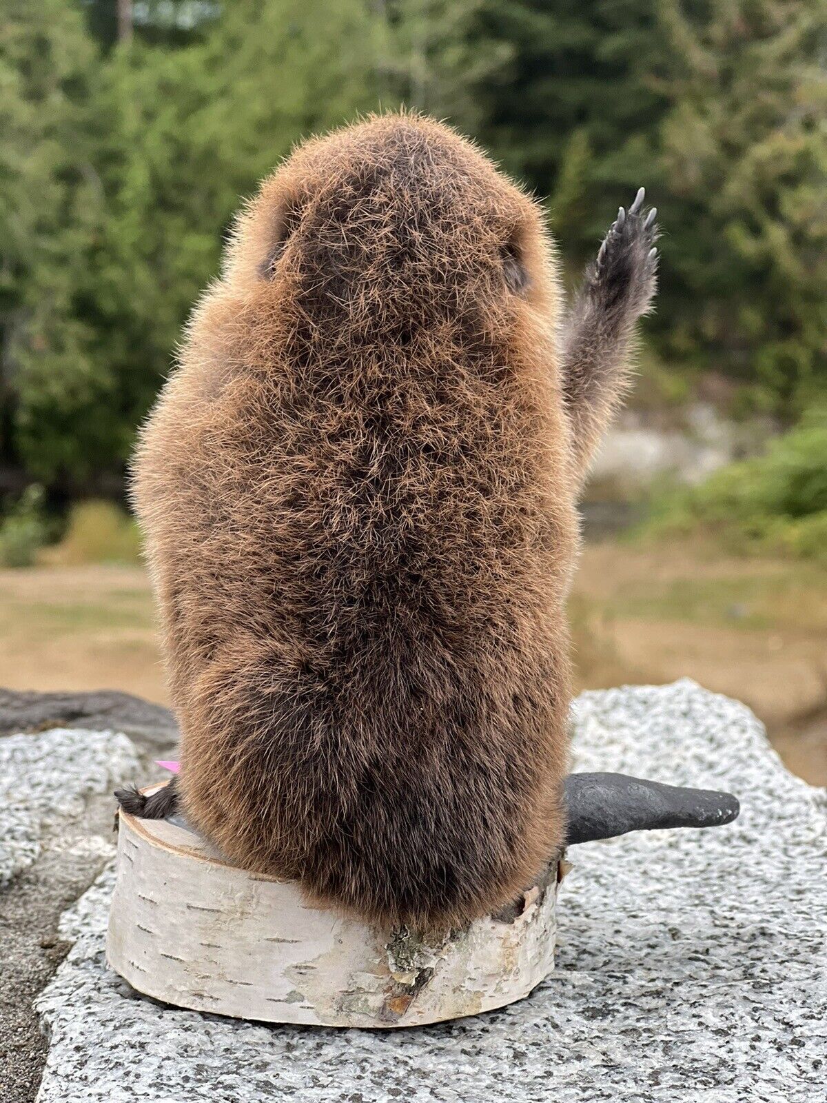 Museum Quality Beautiful Adorable Fatty Beaver Kit Taxidermy Mount Art Wildlife