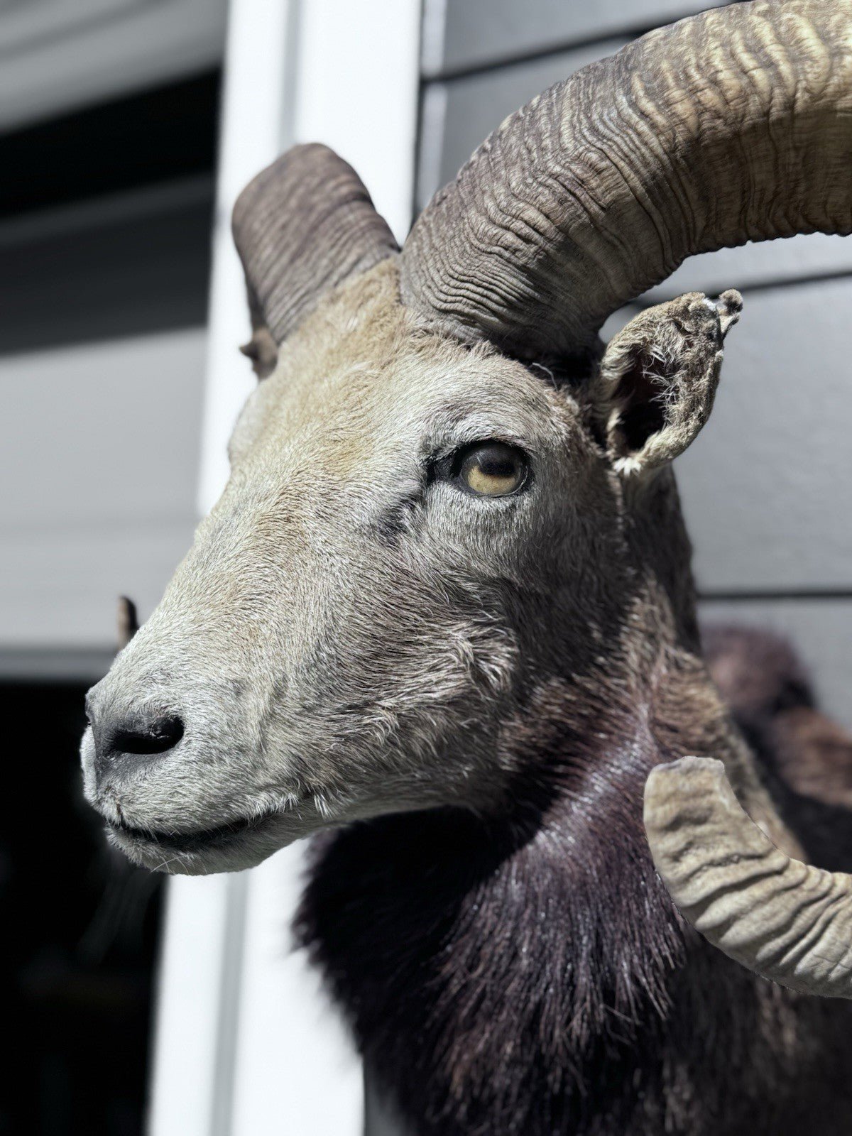 Mouflon sheep taxidermy mount