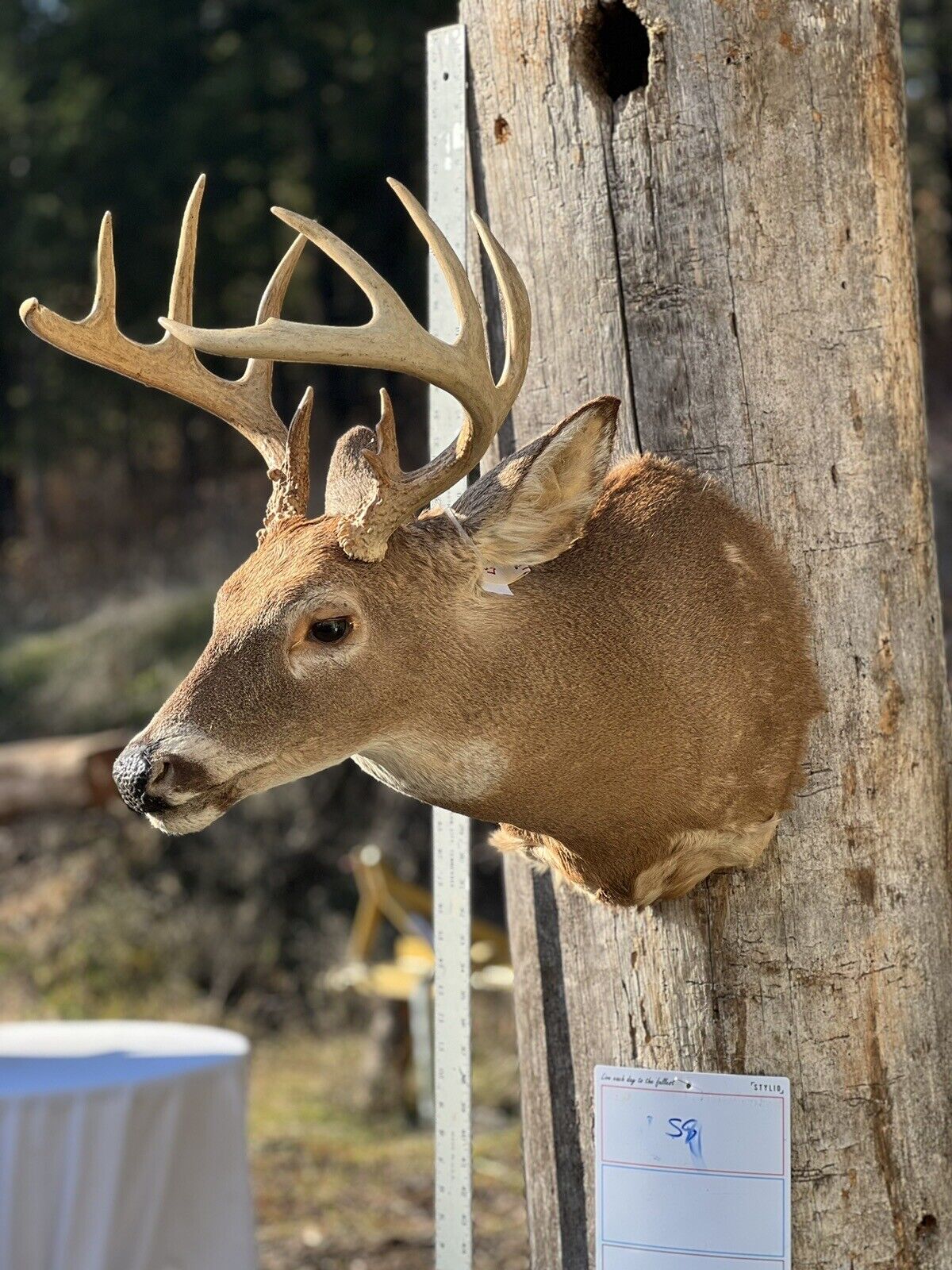 Shoulder Mount   White Tail Deer Real  Antler  Taxidermy Wall Mount