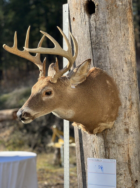 Shoulder Mount   White Tail Deer Real  Antler  Taxidermy Wall Mount