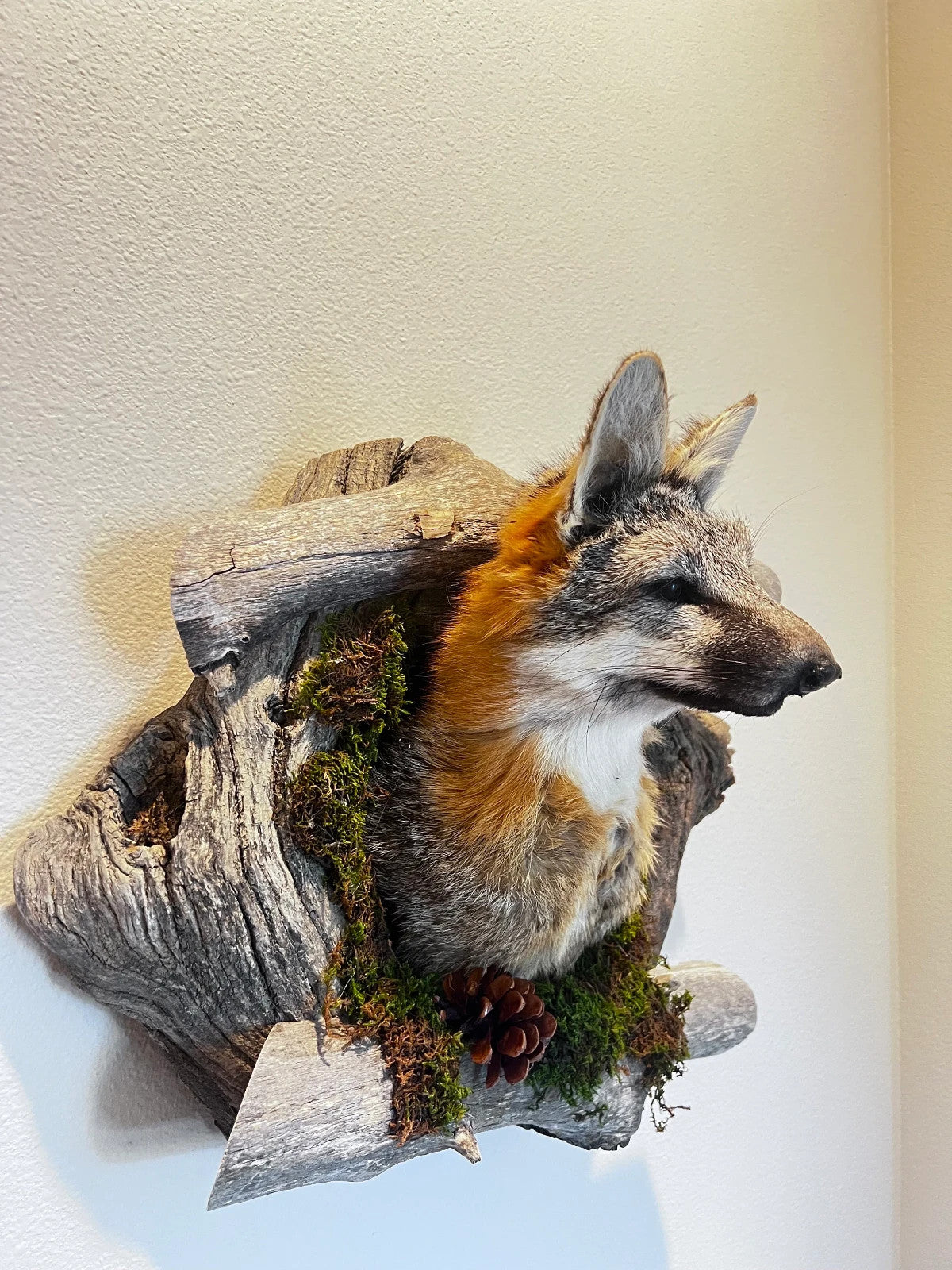 Beautiful Grey Fox Taxidermy Wall Mount In Den