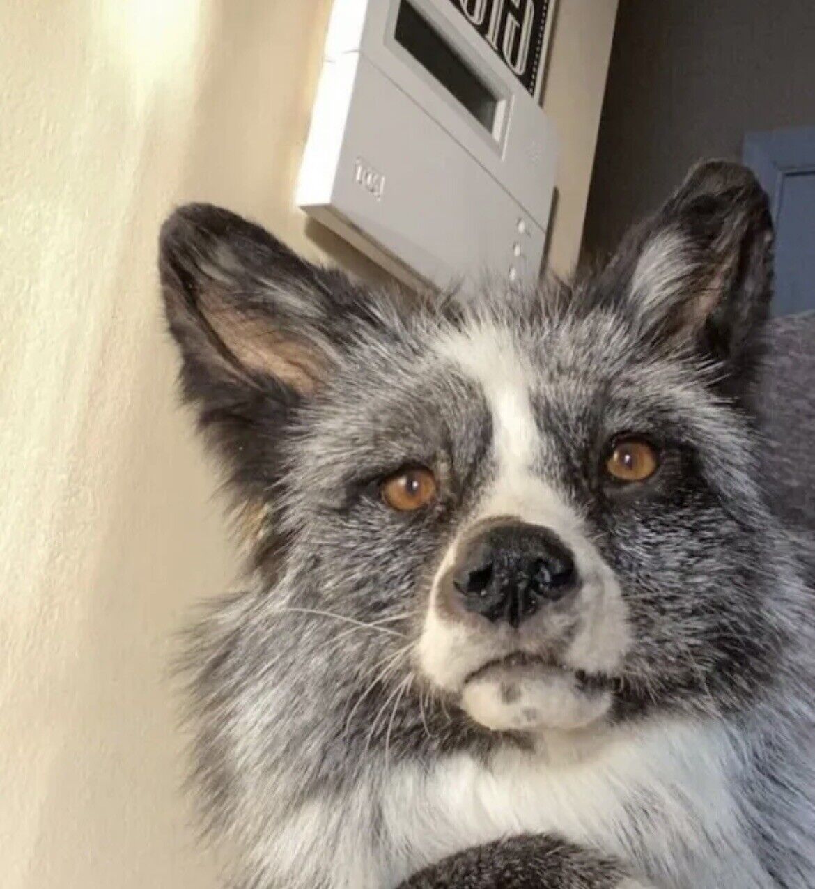 Silver White Mark Fox Soft Mount Taxidermy- High Museum Quality