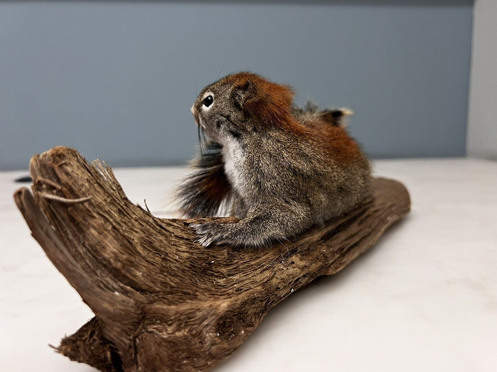 Red Squirrel Beautiful Adorable Taxidermy Mount Wooden Base