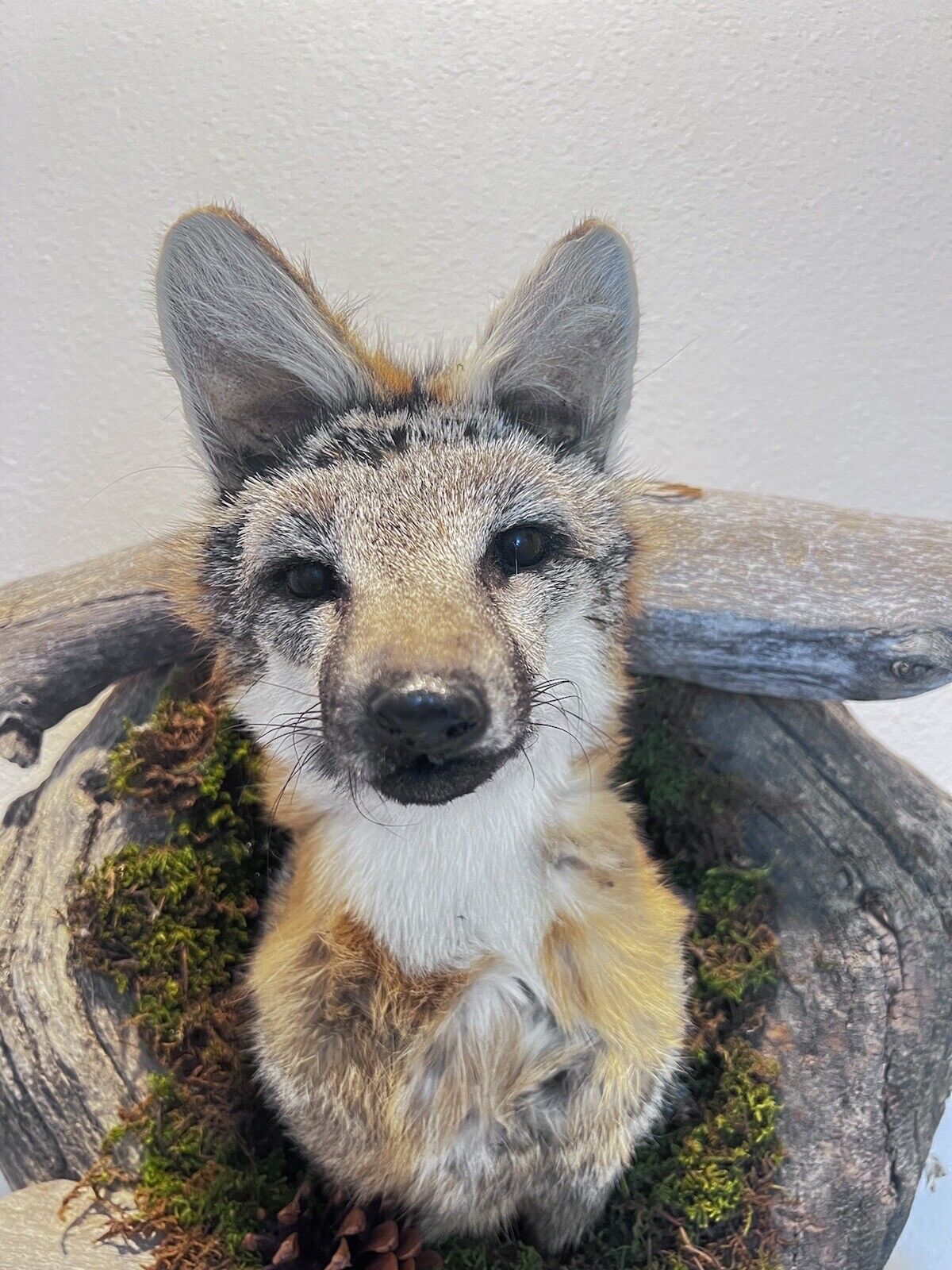New Beautiful Gray Fox Red Fox Den Taxidermy Wall Mount