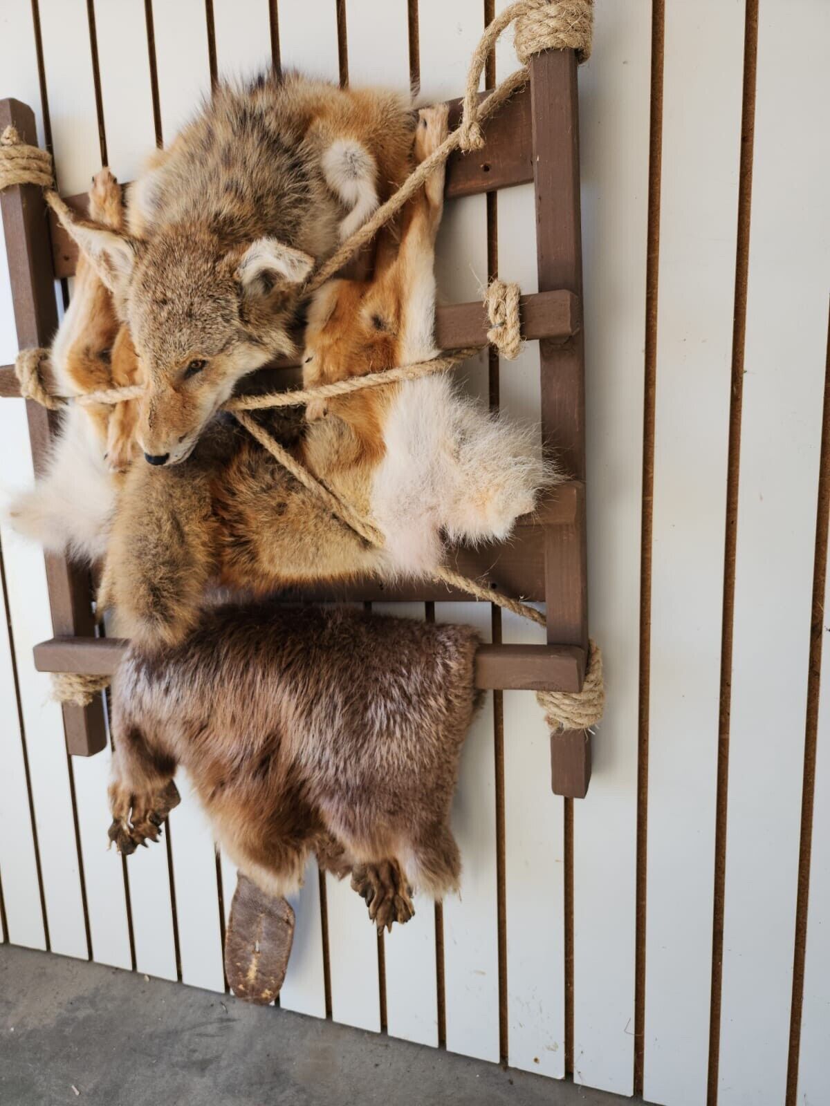 Coyote Beaver Fur Trappers Pack Mount Taxidermy Cabinet Wall Mount