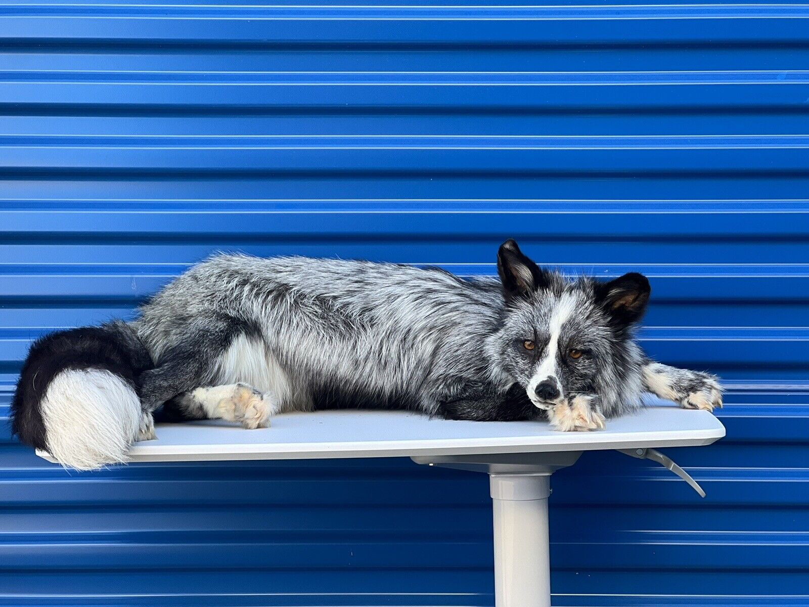 Silver White Mark Fox Soft Mount Taxidermy- High Museum Quality