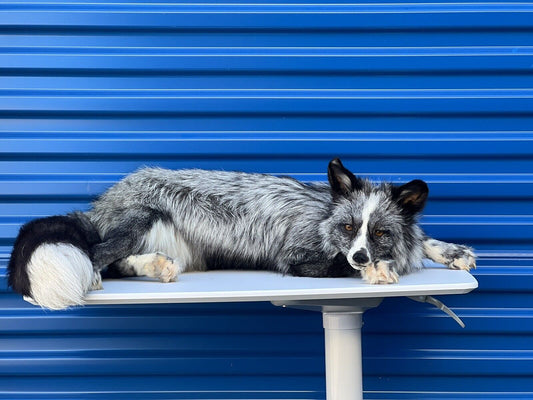 Silver White Mark Fox Soft Mount Taxidermy- High Museum Quality