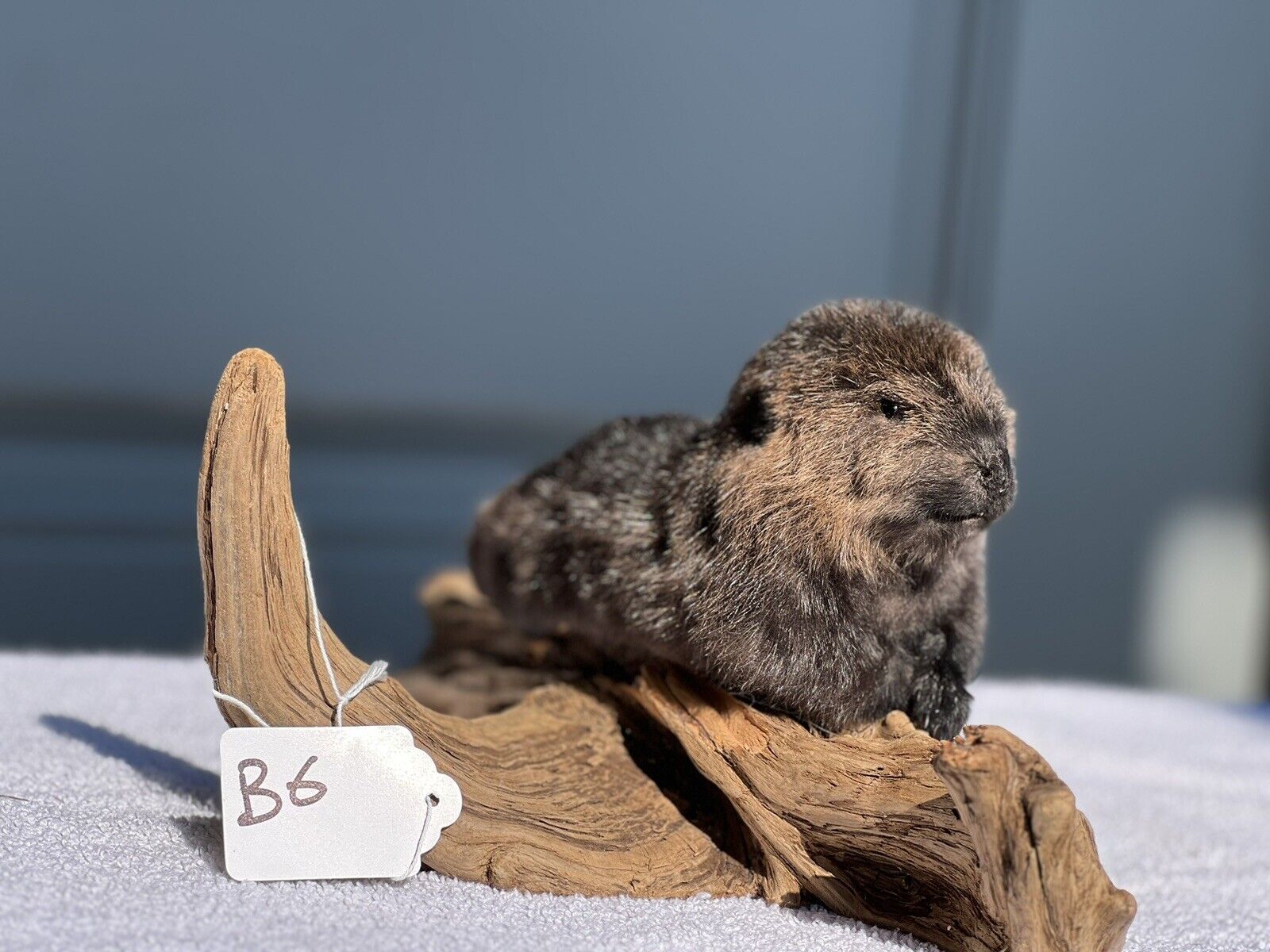 Museum Quality Beautiful Adorable Fatty Beaver Kit Taxidermy Mount Art Wildlife