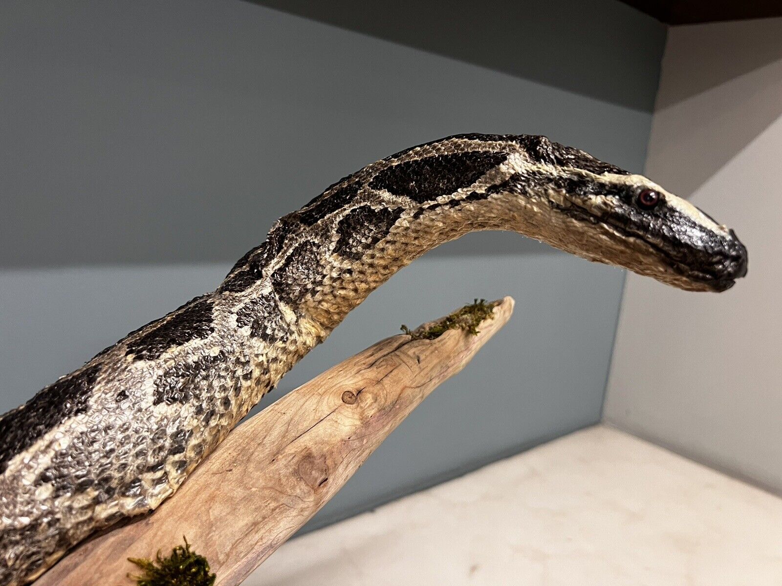 Python Snake Taxidermy Mount