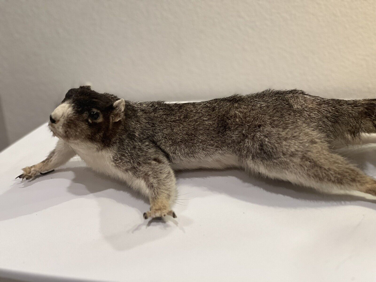 Flying Squirrel Beautiful Adorable Taxidermy Wall-Mount Wooden Base