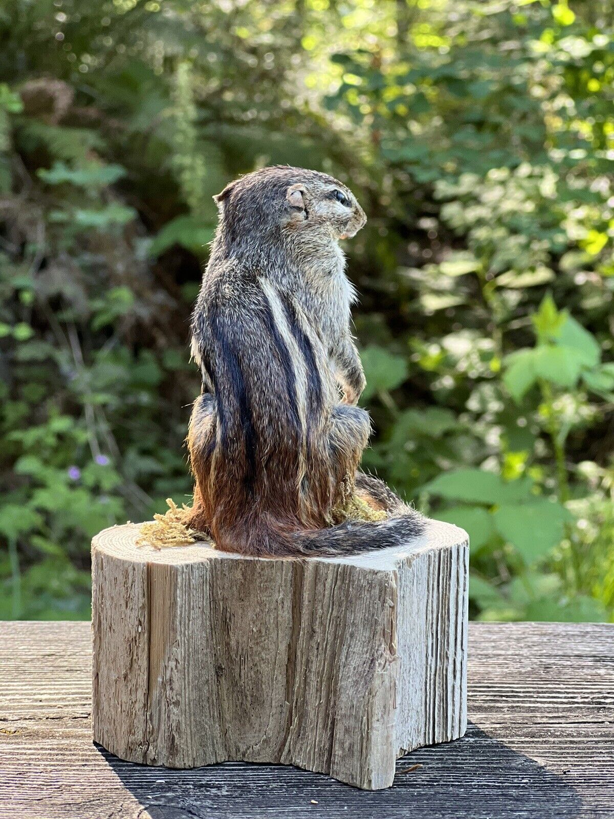 New Beautiful Chipmunk Taxidermy Mount