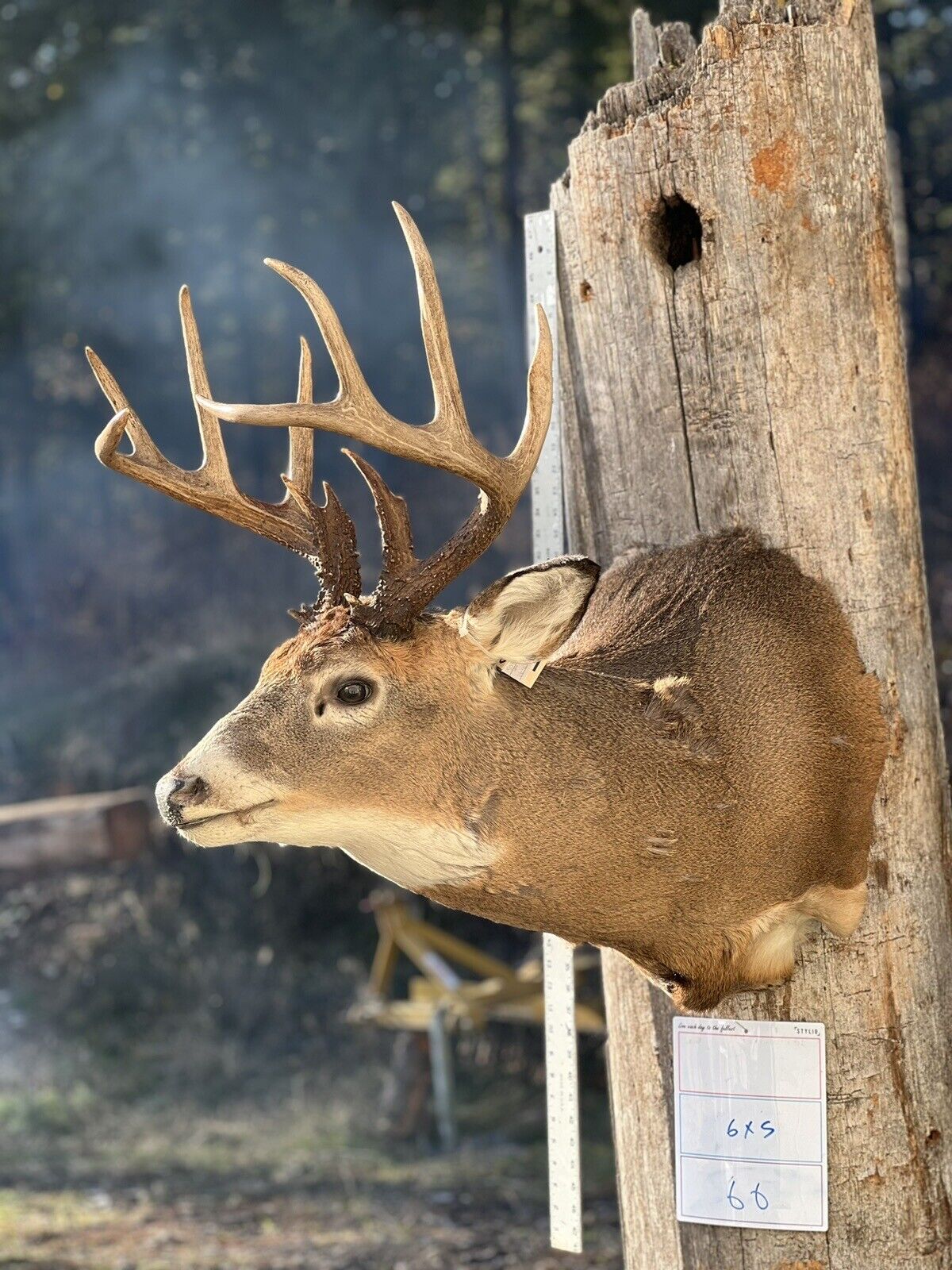 Shoulder Mount   White Tail Deer Real  Antler  Taxidermy Wall Mount 6X5