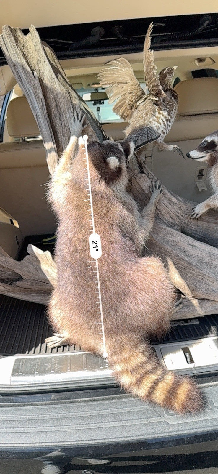Two Raccoon Full Body Taxidermy Wall Mount  /  Long Fluffy Fur on  Wooden Log