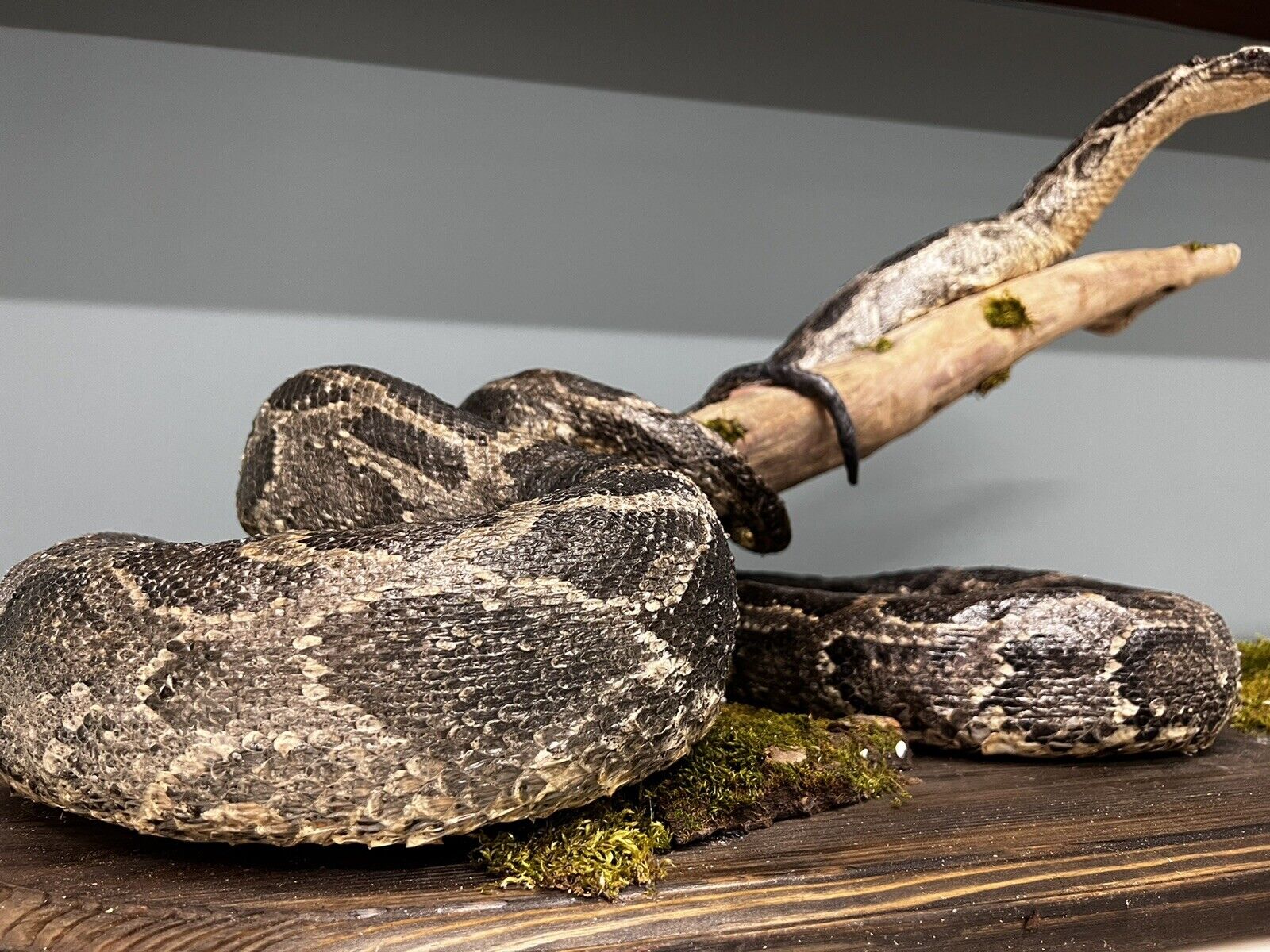 Python Snake Taxidermy Mount