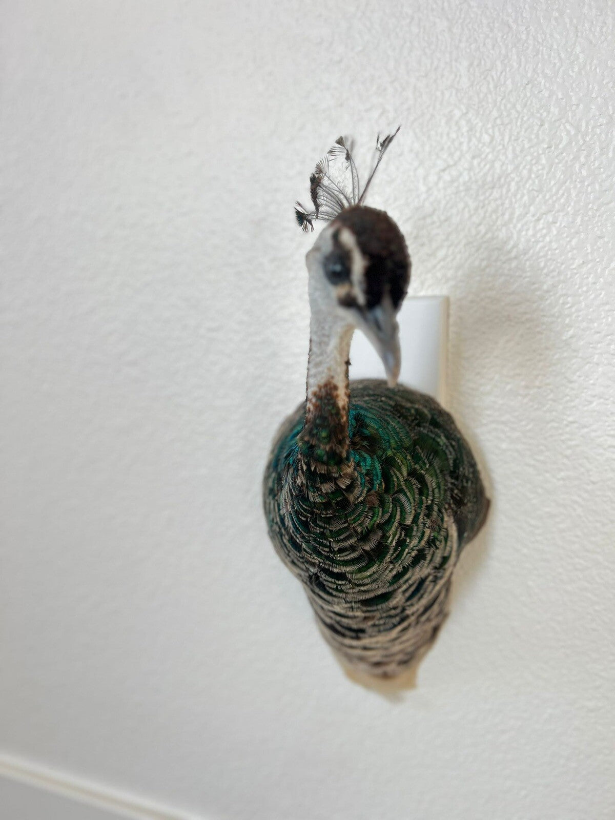 Museum quality FEMALE PEACOCK  Shoulder Taxidermy WALL-Mount