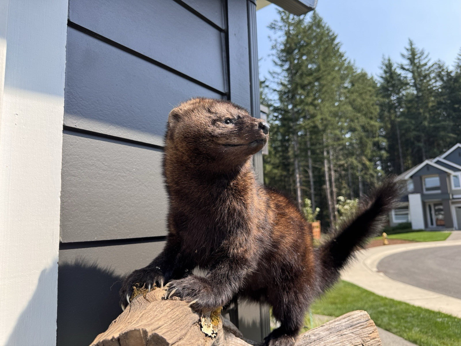 Fisher Life-Size Taxidermy Wall Mount