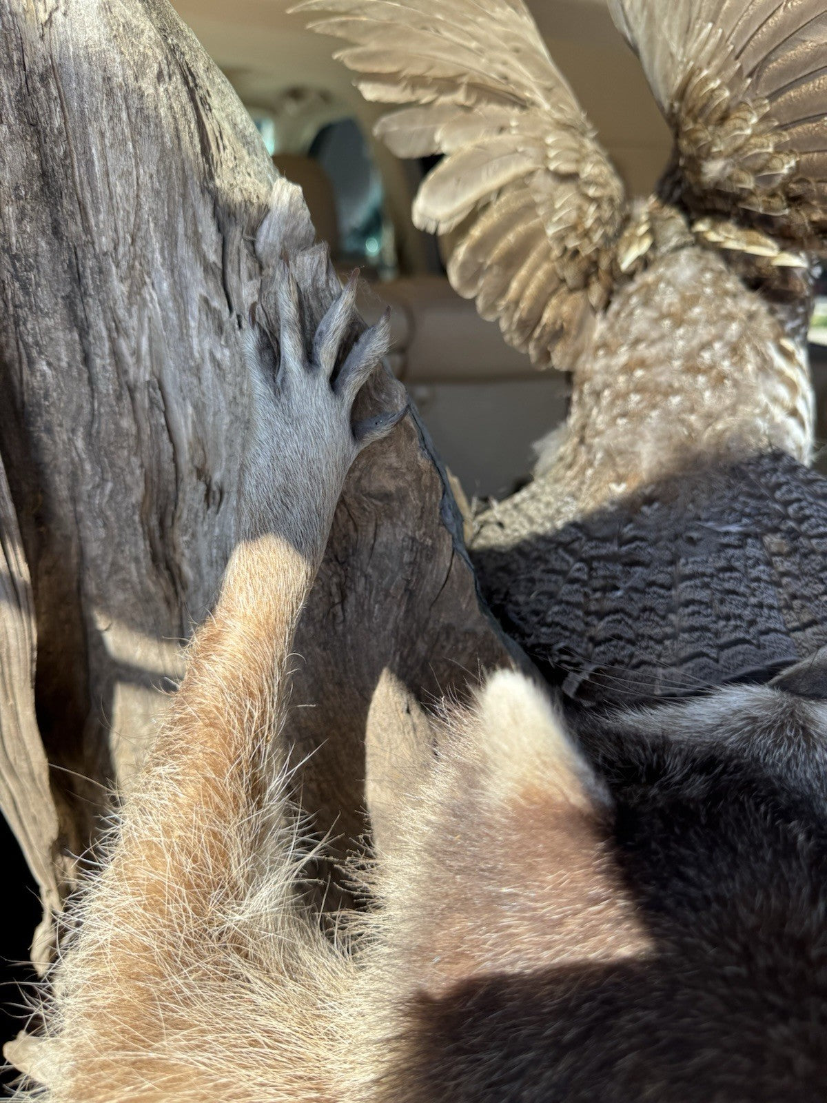 Two Raccoon Full Body Taxidermy Wall Mount  /  Long Fluffy Fur on  Wooden Log