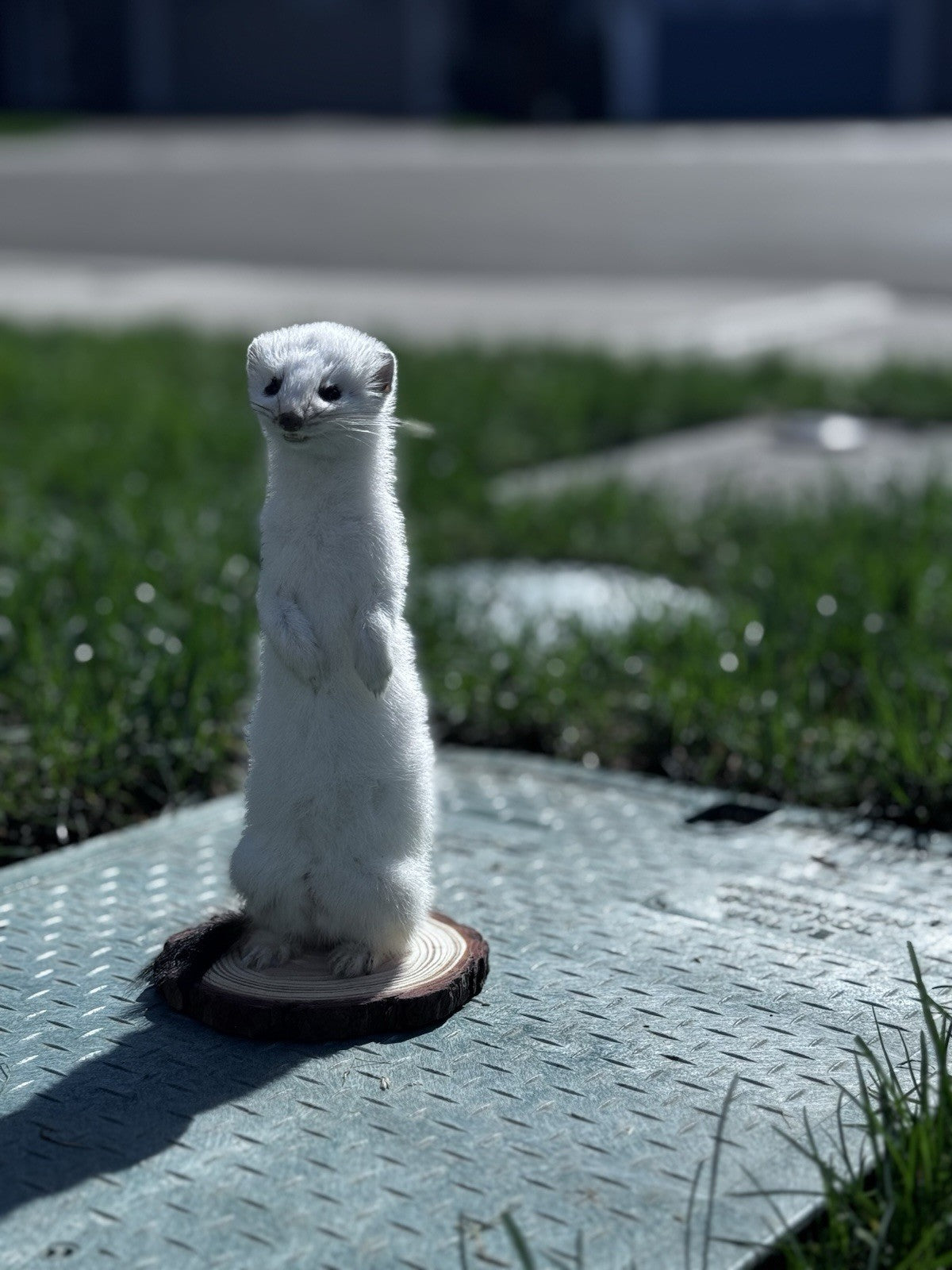 Beautiful Adorable Weasel Ermine Small Animal Taxidermy Mount Art Wildlife