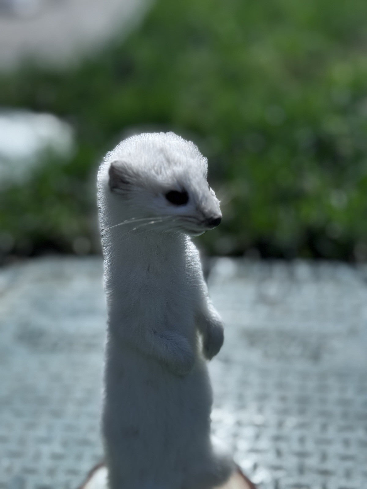 Beautiful Adorable Weasel Ermine Small Animal Taxidermy Mount Art Wildlife