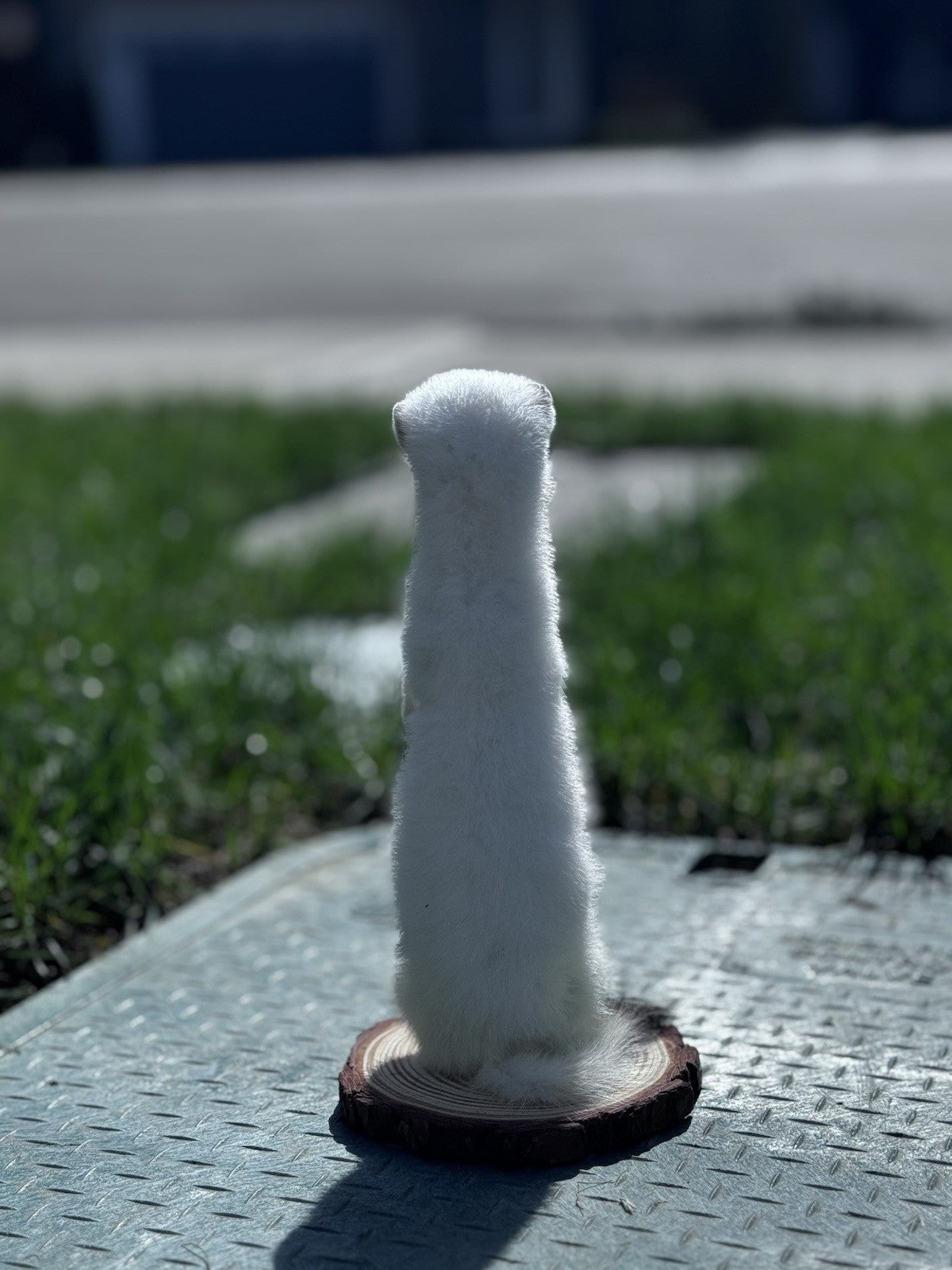 Beautiful Adorable Weasel Ermine Small Animal Taxidermy Mount Art Wildlife