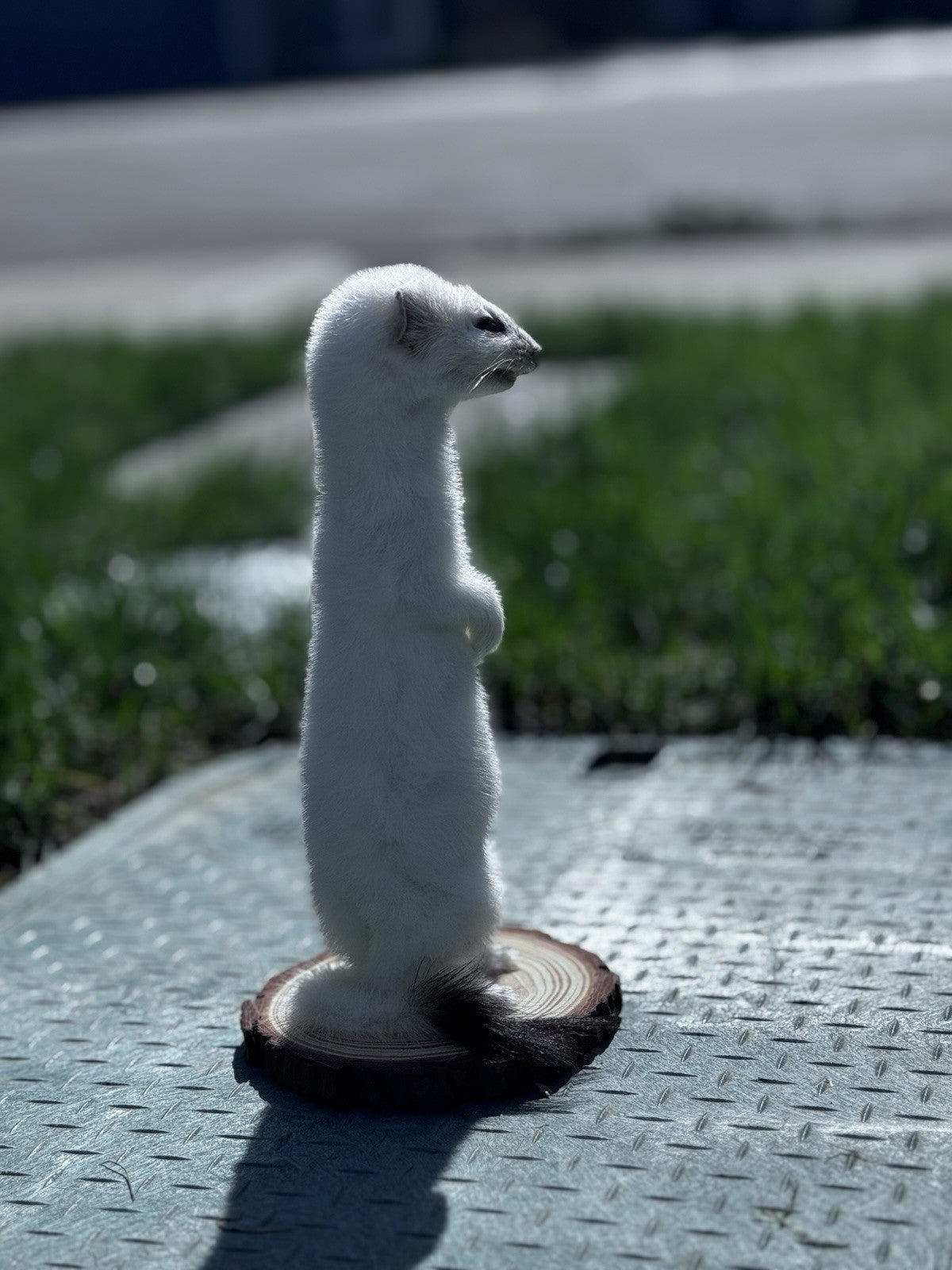 Beautiful Adorable Weasel Ermine Small Animal Taxidermy Mount Art Wildlife