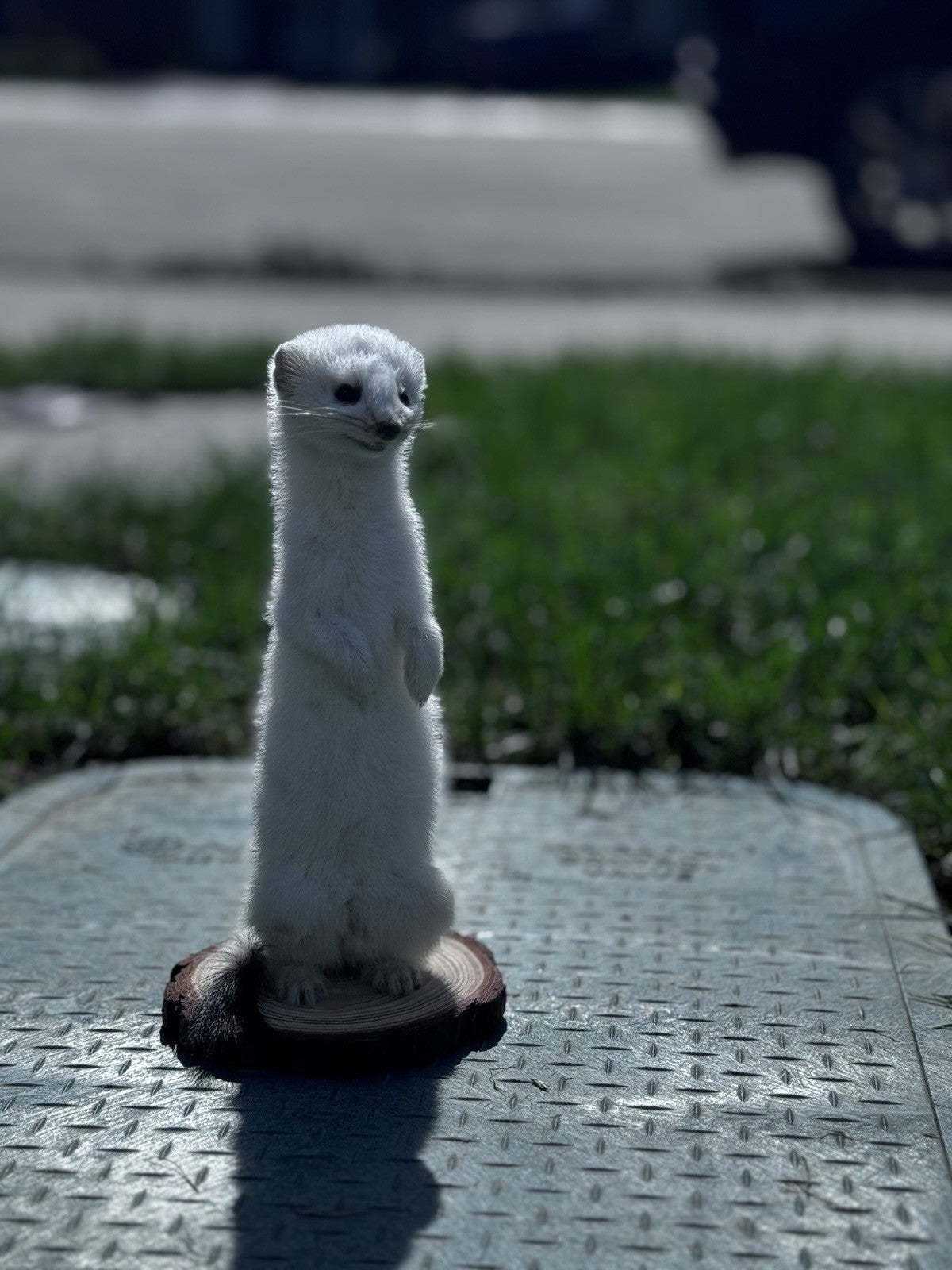 Beautiful Adorable Weasel Ermine Small Animal Taxidermy Mount Art Wildlife