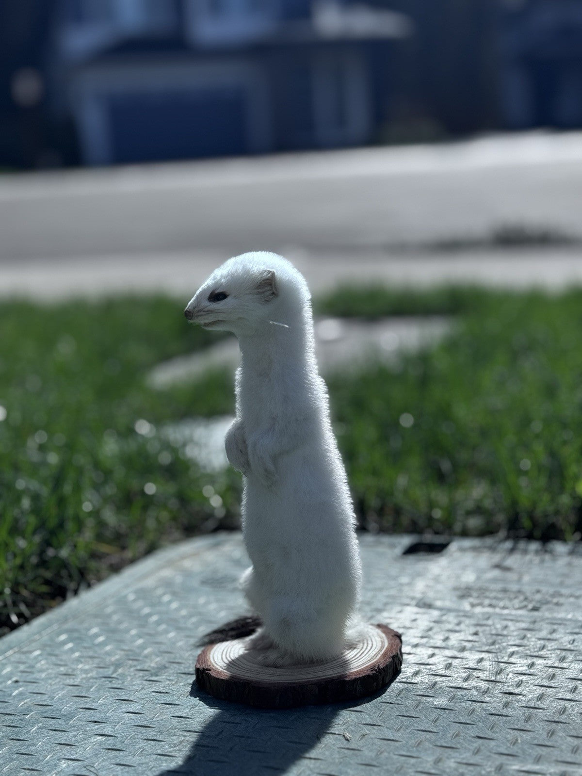 Beautiful Adorable Weasel Ermine Small Animal Taxidermy Mount Art Wildlife