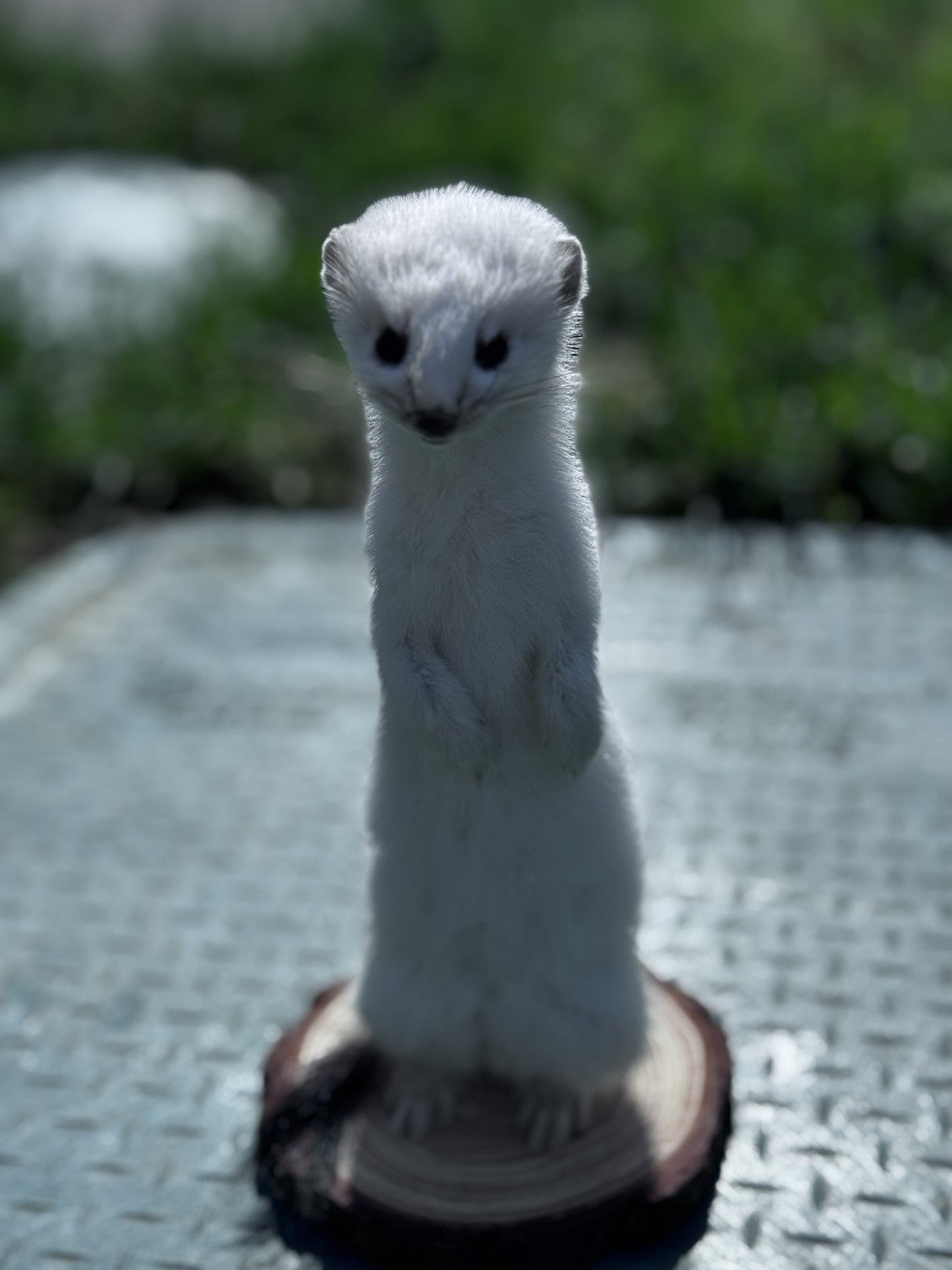 Beautiful Adorable Weasel Ermine Small Animal Taxidermy Mount Art Wildlife