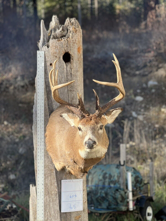 Shoulder Mount   White Tail Deer Real  Antler  Taxidermy Wall Mount 6X5