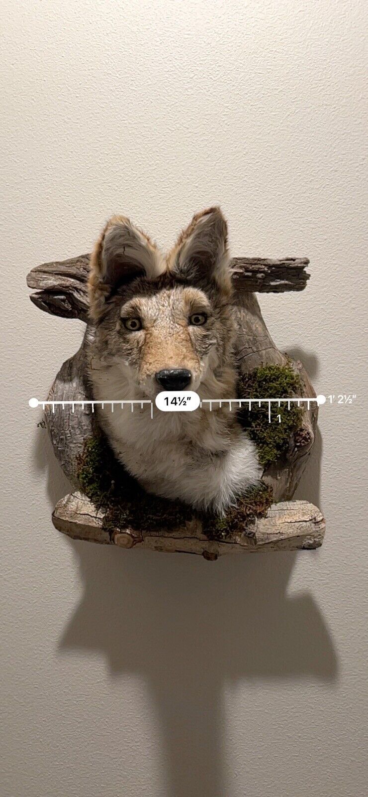 New Beautiful Coyote Den Taxidermy Wall Mount