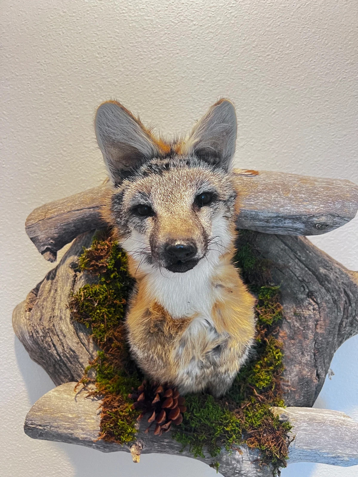 Beautiful Grey Fox Taxidermy Wall Mount In Den
