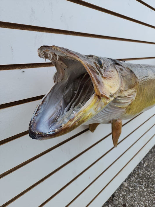 48" Muskie Real Skin Fish Taxidermy