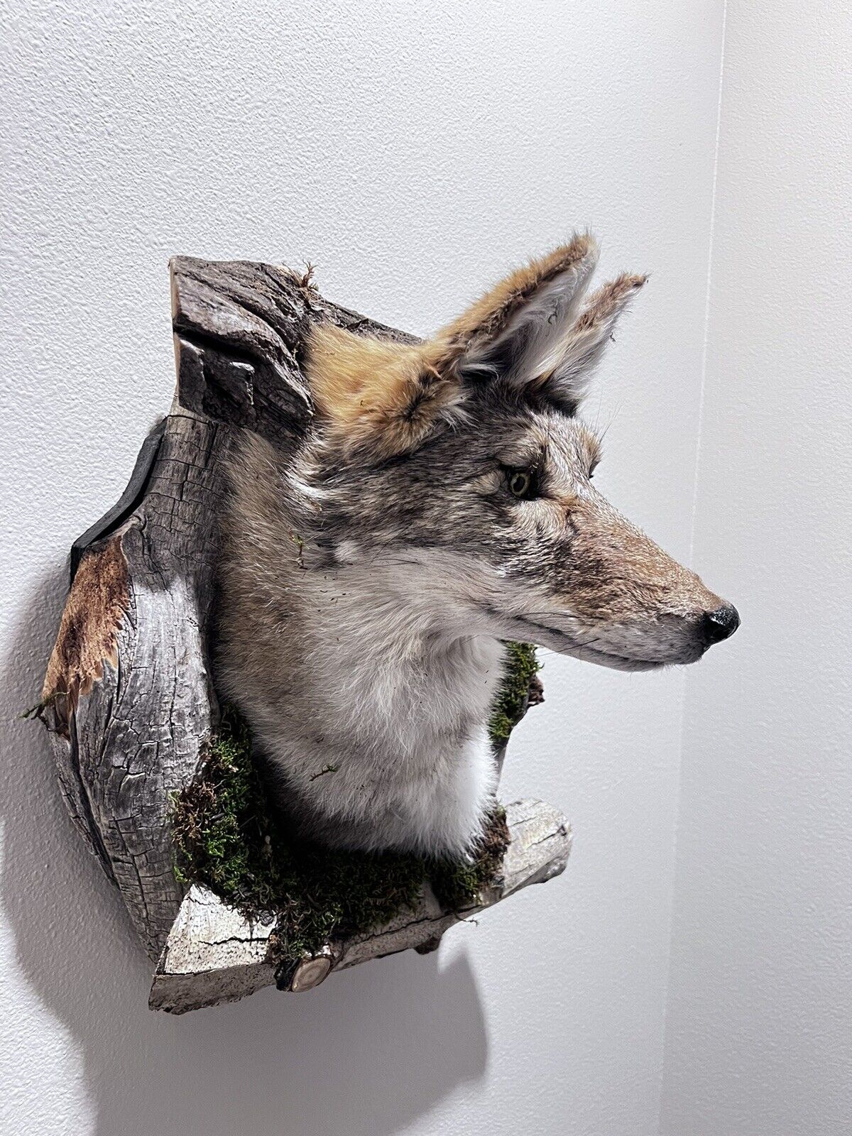 New Beautiful Coyote Den Taxidermy Wall Mount