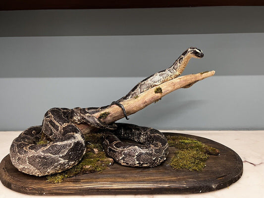 Python Snake Taxidermy Mount
