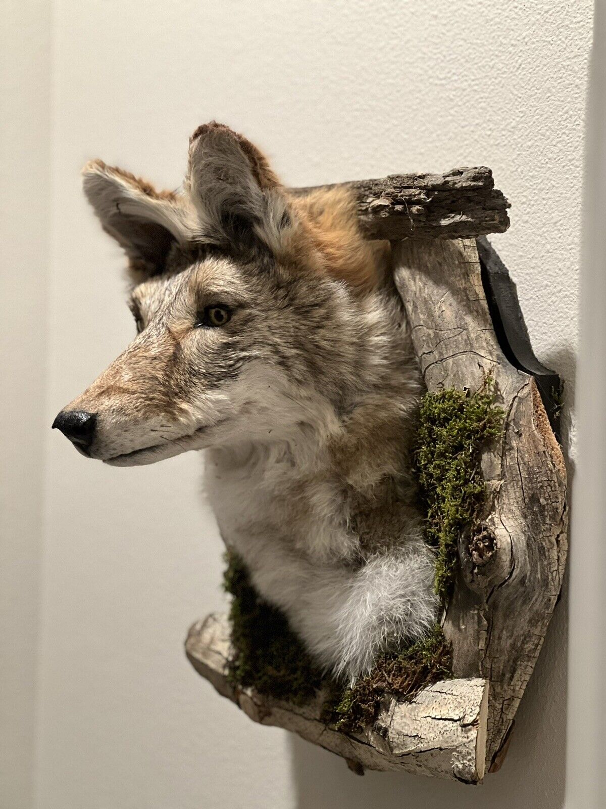 New Beautiful Coyote Den Taxidermy Wall Mount