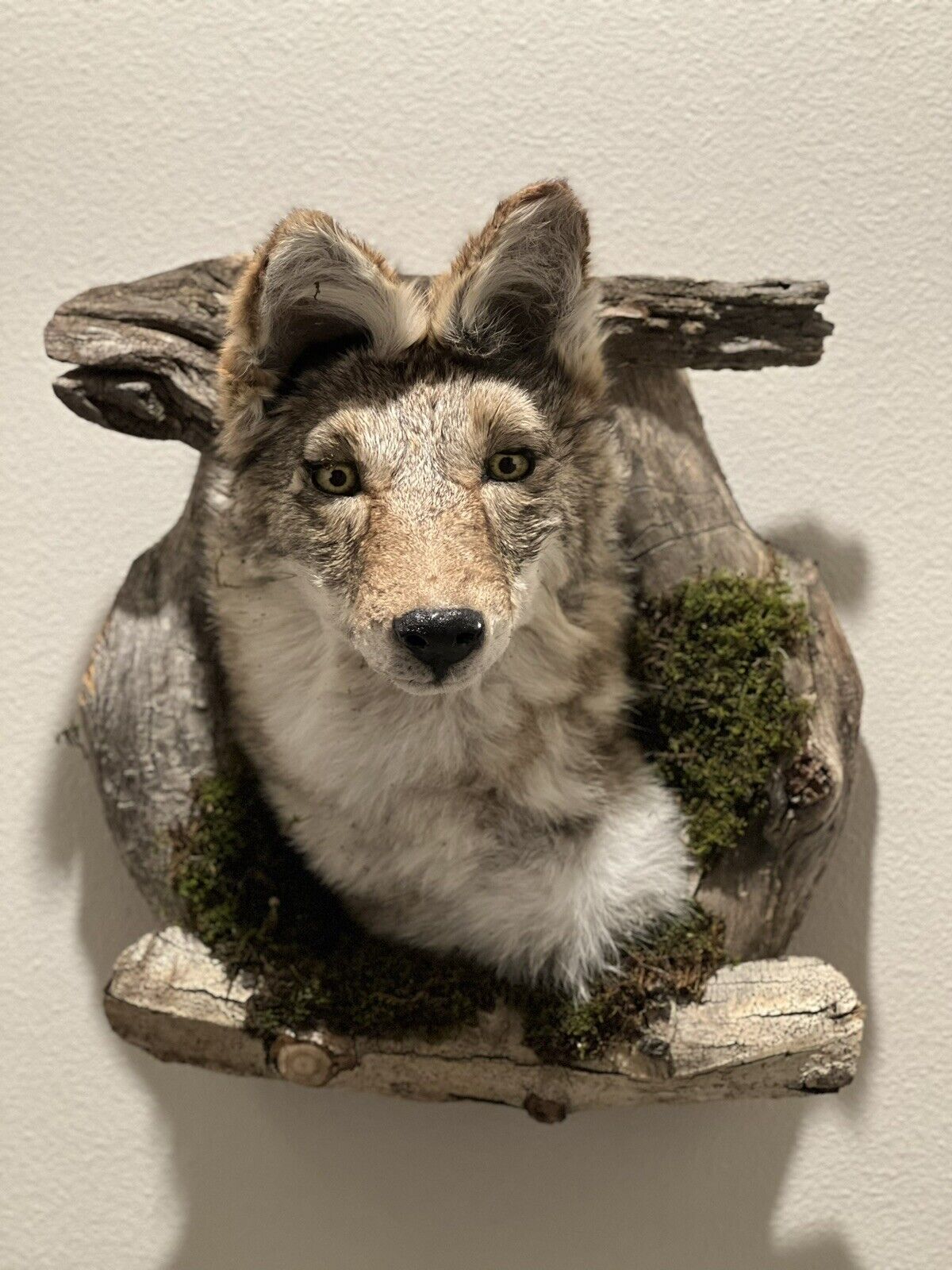 New Beautiful Coyote Den Taxidermy Wall Mount