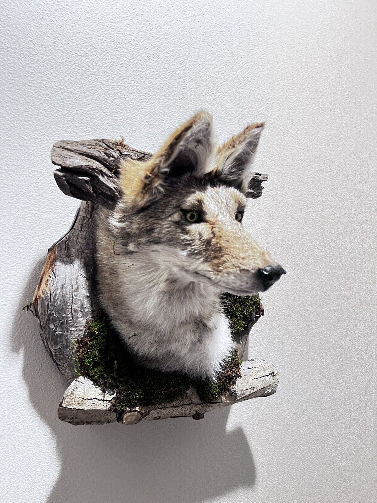 New Beautiful Coyote Den Taxidermy Wall Mount