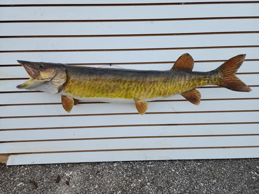 48" Muskie Real Skin Fish Taxidermy